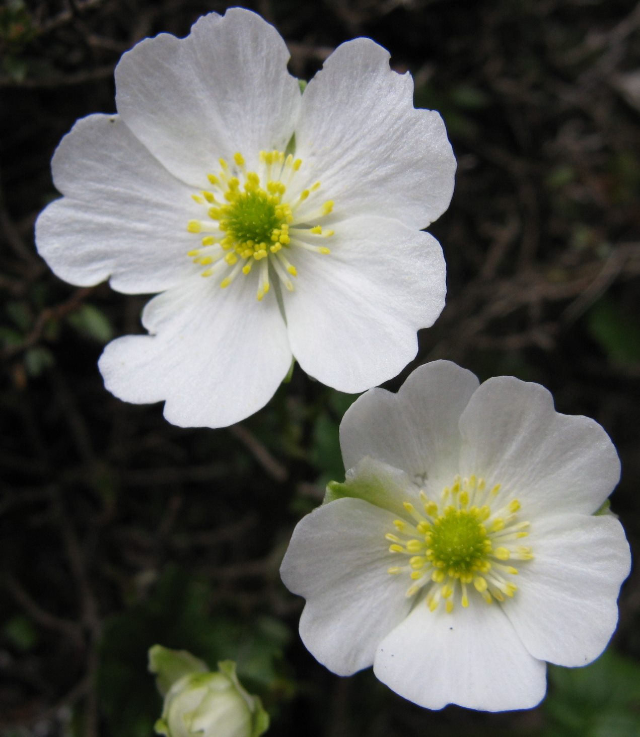 Ranunculus alpestris / Ranuncolo alpestre